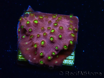 WYSIWYG - CB Cyphastrea Blingbling