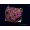 WYSIWYG - CB Cyphastrea Blingbling
