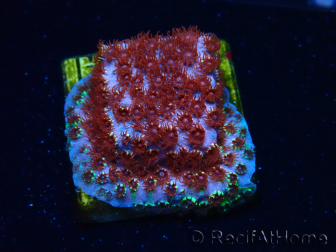 WYSIWYG - BigR Cyphastrea Skittles Bomb