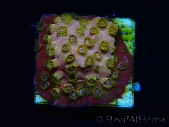 WYSIWYG - WWC Cyphastrea Copper head 3N3