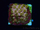 WYSIWYG - WWC Cyphastrea Copper head