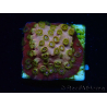 WYSIWYG - WWC Cyphastrea Copper head