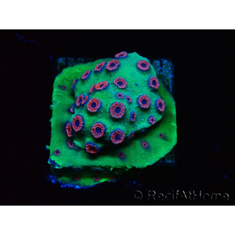 WYSIWYG - Cyphastrea Alien Pox 3N4