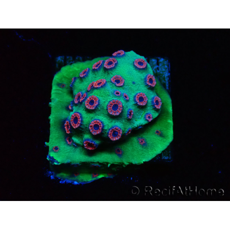 WYSIWYG - Cyphastrea Alien Pox