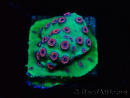 WYSIWYG - Cyphastrea Alien Pox