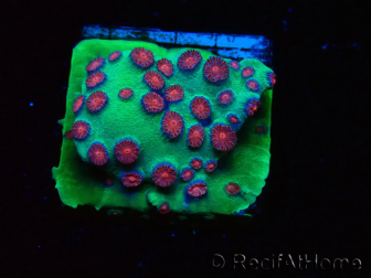 WYSIWYG - Cyphastrea Alien Pox 3N5