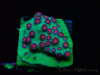 WYSIWYG - Cyphastrea Alien Pox