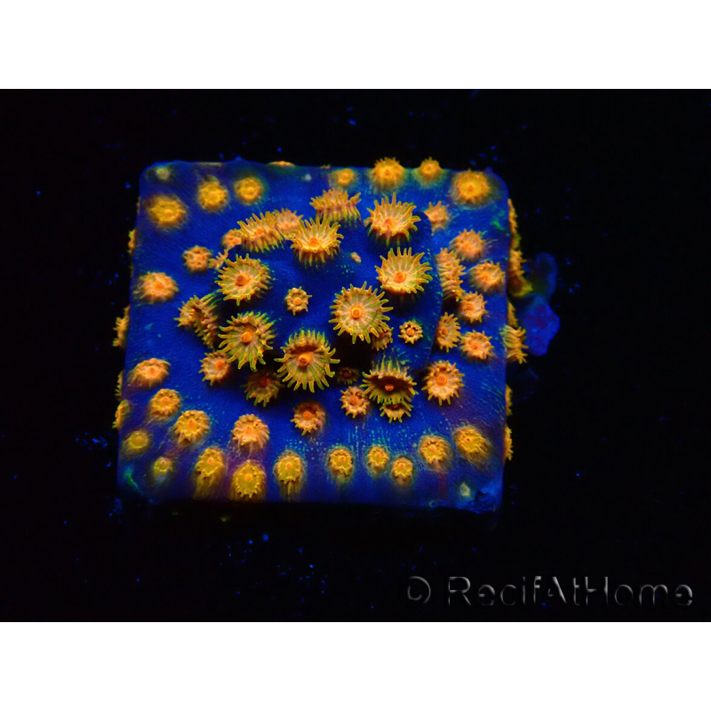 WYSIWYG - RAH Cyphastrea Spicy Pumpkin