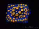 WYSIWYG - RAH Cyphastrea Spicy Pumpkin