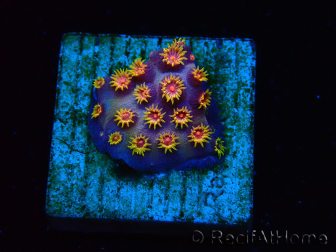 WYSIWYG - RAH Cyphastrea Purple Rain 3O10