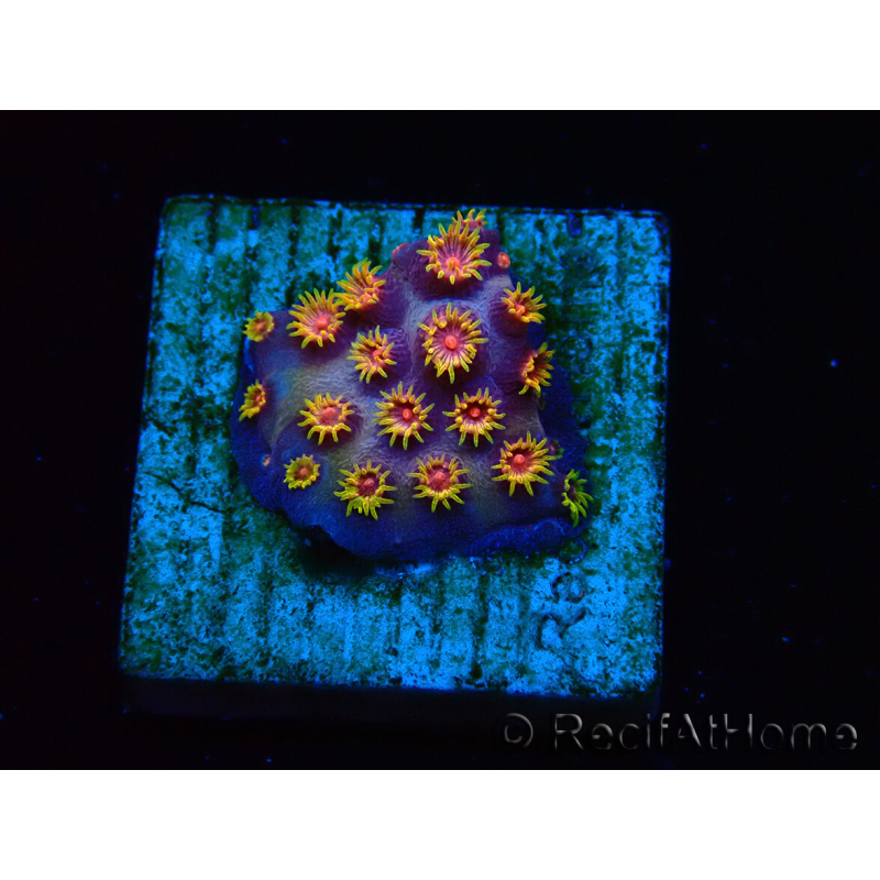WYSIWYG - RAH Cyphastrea Purple Rain