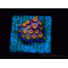 WYSIWYG - RAH Cyphastrea Purple Rain