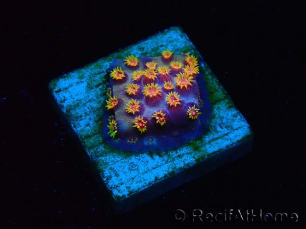 WYSIWYG - RAH Cyphastrea Purple Rain