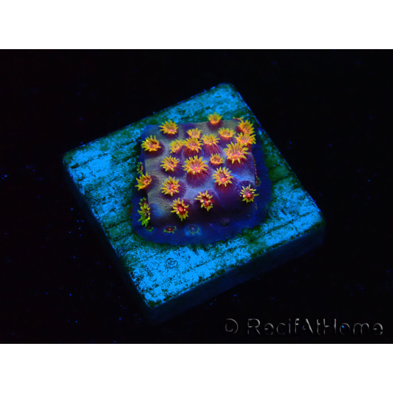 WYSIWYG - RAH Cyphastrea Purple Rain 3O11