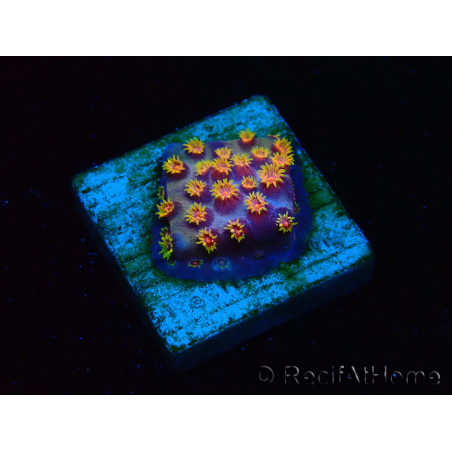 WYSIWYG - RAH Cyphastrea Purple Rain
