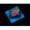 WYSIWYG - RAH Cyphastrea Purple Rain 3O11