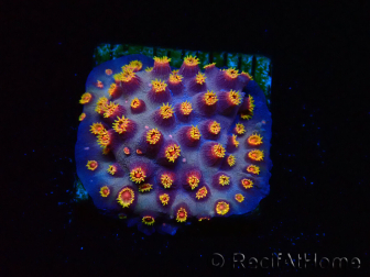 WYSIWYG - RAH Cyphastrea Purple Rain 3O12