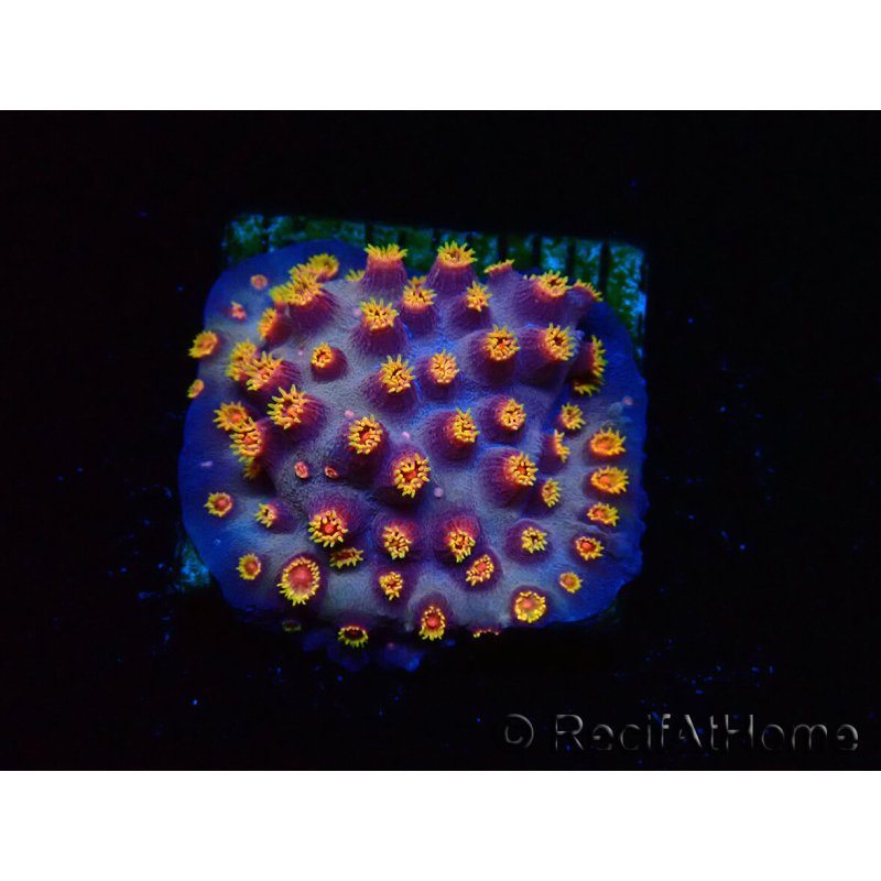 WYSIWYG - RAH Cyphastrea Purple Rain