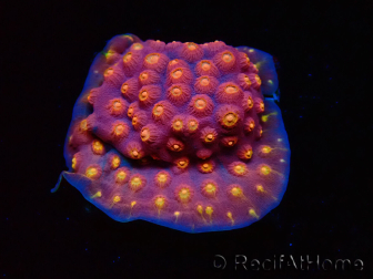 WYSIWYG - WWC Cyphastrea Rainbow Madness 3P4