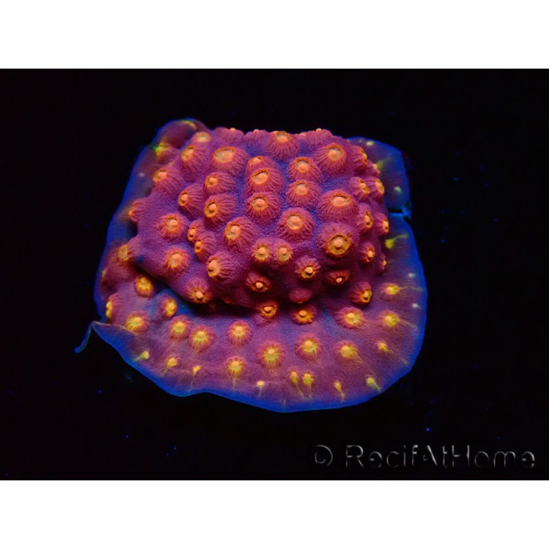 WYSIWYG - WWC Cyphastrea Rainbow Madness