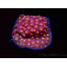 WYSIWYG - WWC Cyphastrea Rainbow Madness
