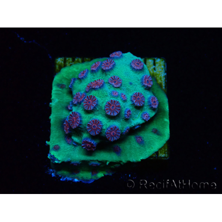 WYSIWYG - Cyphastrea Alien Pox