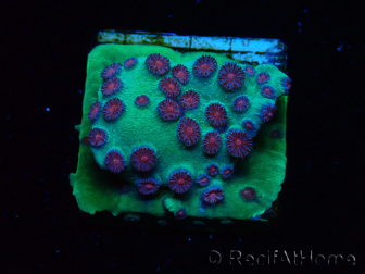 WYSIWYG - Cyphastrea Alien Pox