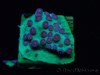 WYSIWYG - Cyphastrea Alien Pox