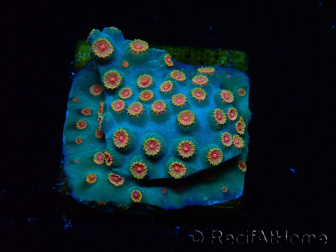 WYSIWYG - Cyphastrea Meteor Shower