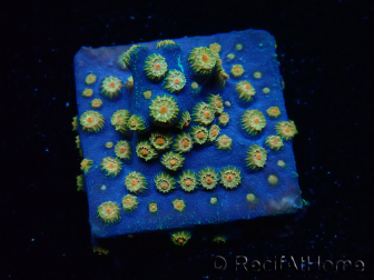 WYSIWYG - RAH Cyphastrea Spicy Pumpkin 3O8