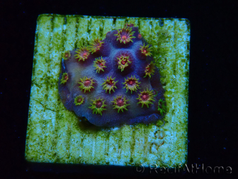 WYSIWYG - RAH Cyphastrea Purple Rain