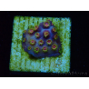 WYSIWYG - RAH Cyphastrea Purple Rain