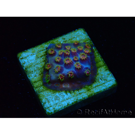 WYSIWYG - RAH Cyphastrea Purple Rain