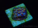 WYSIWYG - RAH Cyphastrea Purple Rain