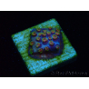 WYSIWYG - RAH Cyphastrea Purple Rain 3O11