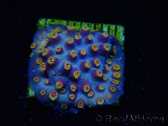 WYSIWYG - RAH Cyphastrea Purple Rain