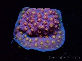 WYSIWYG - WWC Cyphastrea Rainbow Madness