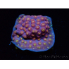WYSIWYG - WWC Cyphastrea Rainbow Madness 3P4