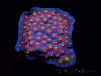 WYSIWYG - WWC Cyphastrea Rainbow Madness 3P6