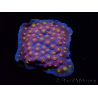 WYSIWYG - WWC Cyphastrea Rainbow Madness 3P6