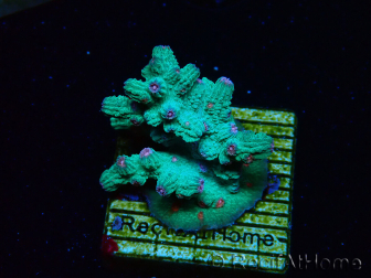 WYSIWYG - RAH Cyphastrea decadia Green
