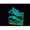 WYSIWYG - RAH Cyphastrea decadia Verde