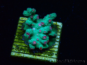 WYSIWYG - RAH Cyphastrea decadia Verde
