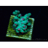 WYSIWYG - RAH Cyphastrea decadia Green 3P8