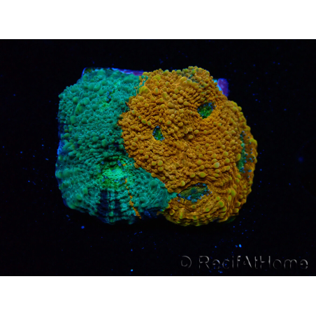 WYSIWYG - RAH Acanthastrea echinata Rainbow