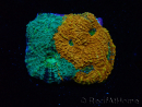 WYSIWYG - RAH Acanthastrea echinata Rainbow