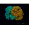 WYSIWYG - RAH Acanthastrea echinata Rainbow 3Q1