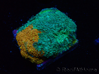 WYSIWYG - RAH Acanthastrea echinata Rainbow 3Q2