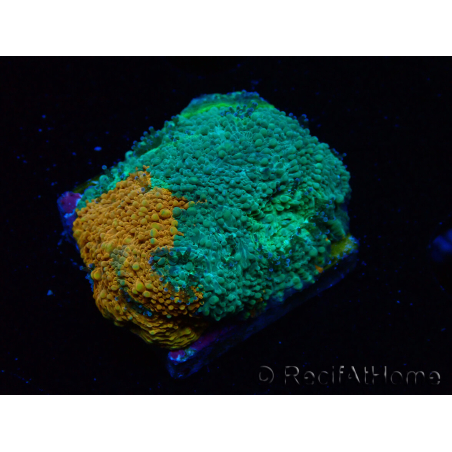 WYSIWYG - RAH Acanthastrea echinata Rainbow