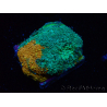 WYSIWYG - RAH Acanthastrea echinata Rainbow